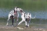DOGUE ALLEMAND 110